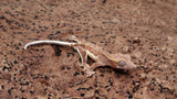 CLW134- Phantom Lilly White Creted Gecko