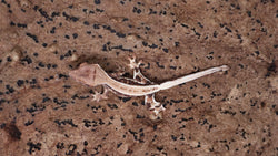 CLW135- Lilly White Pos. Frappuccino Crested Gecko