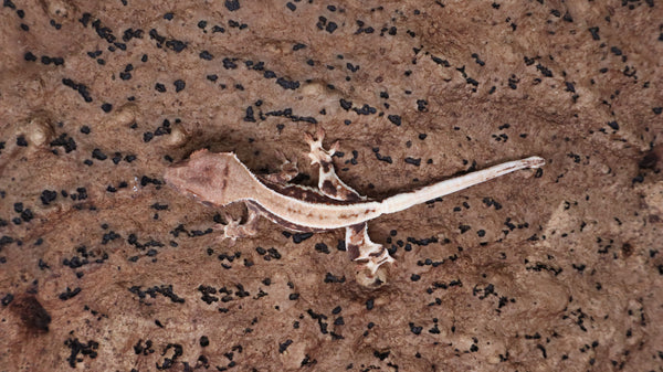 CLW135- Lilly White Pos. Frappuccino Crested Gecko