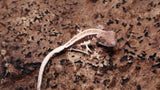 CLW135- Lilly White Pos. Frappuccino Crested Gecko