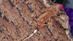 CGHAX12- 100% Het Axanthic Crested gecko