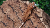 CGHAX12- 100% Het Axanthic Crested gecko