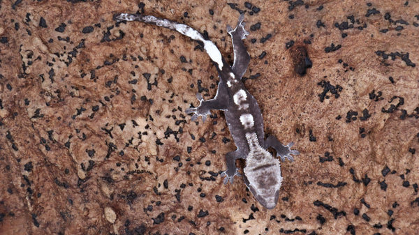 CGAX18- High White Axanthic Crested Gecko