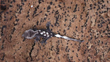 CGAX17- High White Axanthic Crested Gecko