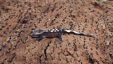 CGAX17- High White Axanthic Crested Gecko
