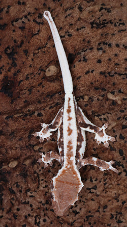 Frap41- Red Frappuccino Crested Gecko