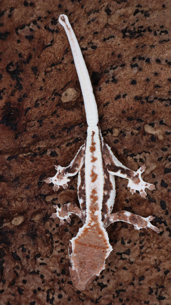 Frap41- Red Frappuccino Crested Gecko