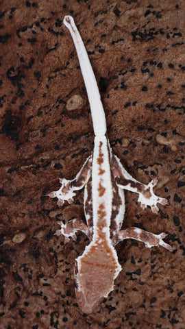 Frap41- Red Frappuccino Crested Gecko