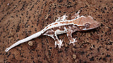 Frap41- Red Frappuccino Crested Gecko