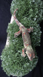 CH104- Male Pine Island Chahoua