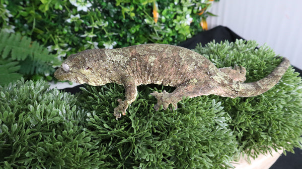 CH105- Female Pine Island Chahoua