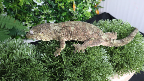 CH105- Female Pine Island Chahoua