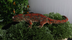CH99- High Red Proven Male Chahoua
