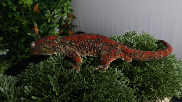 CH99- High Red Proven Male Chahoua