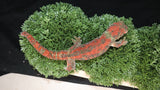 CH99- High Red Proven Male Chahoua