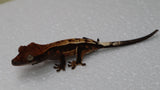 Cap39- Quadstripe Cappuccino Crested Gecko