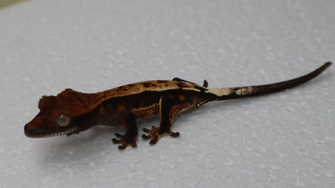 Cap39- Quadstripe Cappuccino Crested Gecko