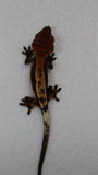 Cap39- Quadstripe Cappuccino Crested Gecko