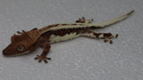 Frap43- Frappuccino Crested Gecko