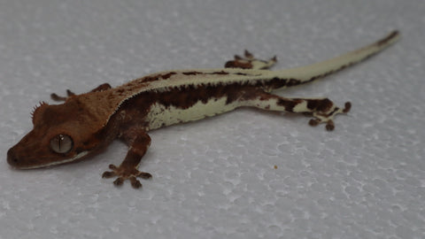 Frap43- Frappuccino Crested Gecko