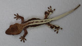 Frap43- Frappuccino Crested Gecko