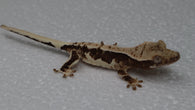 CGHAX13- Lilly White Het. Axanthic Crested Gecko