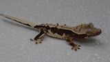 CGHAX13- Lilly White Het. Axanthic Crested Gecko