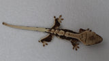 CGHAX13- Lilly White Het. Axanthic Crested Gecko