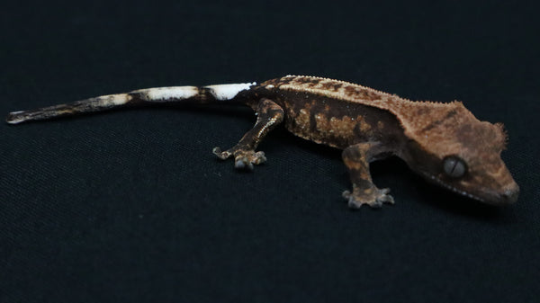 Cap42- Dark Base Cappuccino Crested Gecko