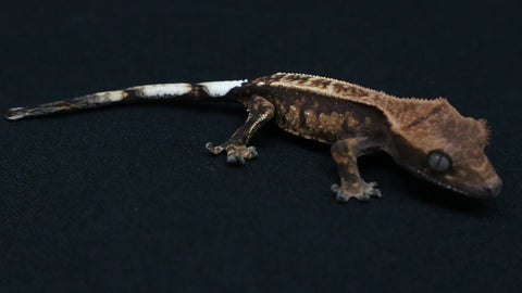 Cap42- Dark Base Cappuccino Crested Gecko