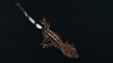 Cap42- Dark Base Cappuccino Crested Gecko