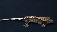 Cap41- Cappuccino Crested Gecko