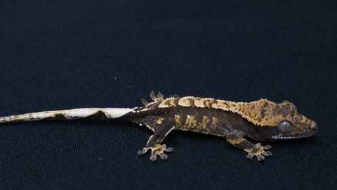 Cap41- Cappuccino Crested Gecko