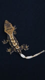 Cap41- Cappuccino Crested Gecko