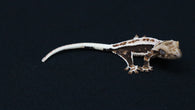 CLW147- Dark Base Lilly White Crested Gecko
