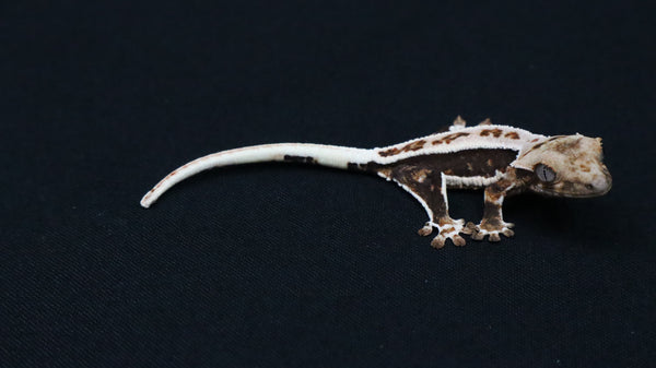 CLW147- Dark Base Lilly White Crested Gecko