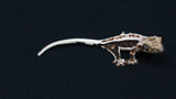 CLW147- Dark Base Lilly White Crested Gecko