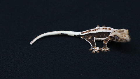 CLW147- Dark Base Lilly White Crested Gecko
