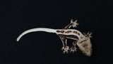 CLW147- Dark Base Lilly White Crested Gecko