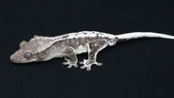 CGAX19- Male Axanthic Lilly White Crested Gecko
