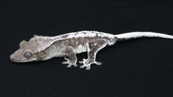 CGAX19- Male Axanthic Lilly White Crested Gecko