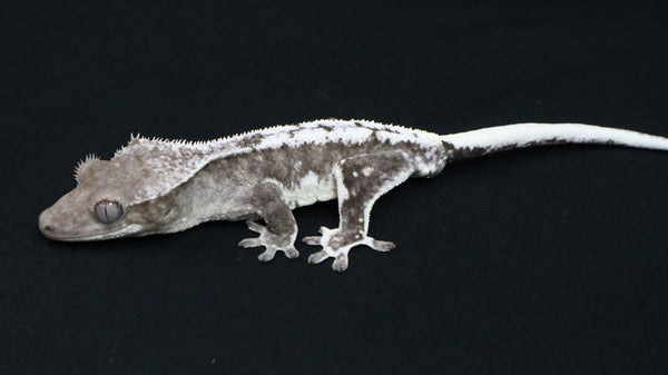 CGAX19- Male Axanthic Lilly White Crested Gecko