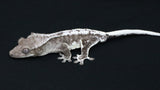 CGAX19- Male Axanthic Lilly White Crested Gecko