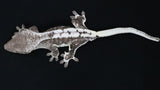CGAX19- Male Axanthic Lilly White Crested Gecko