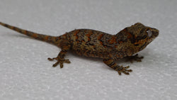 GG381- Red Blotched Gargoyle Gecko
