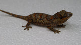 GG381- Red Blotched Gargoyle Gecko