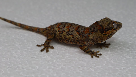 GG381- Red Blotched Gargoyle Gecko