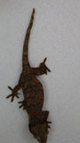 GG381- Red Blotched Gargoyle Gecko