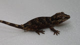 GG385- Retic Gargoyle Gecko