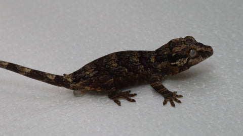 GG385- Retic Gargoyle Gecko